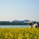 노란무지개
