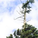 울릉푸른나무 이미지