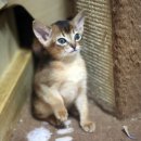 남의로-1 이미지