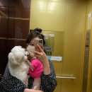 드림독 강아지 고양이 안심분양센터 시흥점 | [일상기록#2] 수원 드림독에서 이탈리안 그레이하운드 ig 분양 후기