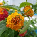 블루마린펜션민박 이미지