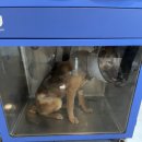 신도안동물병원 이미지