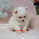 화이트포메라니안 이미지