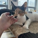 모할고양 | 대전 관저동 유기묘 고양이 카페 모할고양 방문후기