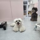 도톨그루밍 이미지