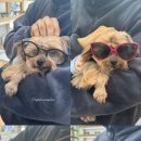 블루페퍼안경망원점 이미지