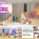 골든스웨터 캐터리 이미지