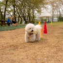 드린겐 애견테마파크 이미지