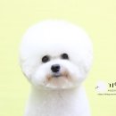 기억하개 이미지