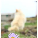 제주 올레길 1-1코스 이미지