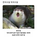 아마존 자이언트 수달 이미지