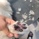 정샘 동물병원 이미지