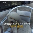 [순천 상사 카페] 반려동물 동반이 가능한 카페 "숲719" 방문 후기