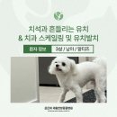 배산동물병원 | 배산역동물병원에서 스케일링과 유치 발치를 진행한 3살 강아지 (+고압산소 치료)