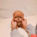 오독안심분양센터 강아지분양 고양이분양 인천점 이미지