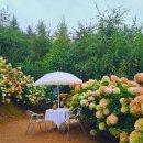 좌운 저수지 언덕 간이화장실 | 안성 죽산 용설리 유럽 수국 축제 기간 가을 서울 근교 가볼만한 곳