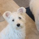 와글와글댕댕 이미지