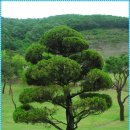 대한민국재향군인회 이미지