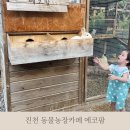 금복농장 | 진천 청주근교 아기랑갈만한곳 ‘에코팜’ 동물농장 모래놀이 카페 엄청싸다