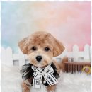 댕댕이 그루밍 이미지