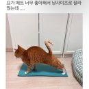 크로스핏 리스펙 | 초보 여자 운동 현실 후기! 프로찍먹러의 7가지 운동 장단점 (수영 주짓수 복싱 필라테스 크로스핏 헬스)