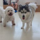 아르멍미르멍 이미지