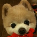 귀여운 강아지 이미지