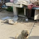 여주-1087 이미지