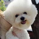 아담스펫살롱 이미지