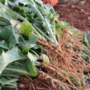 선향농장 이미지