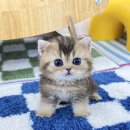 인천고양이분양 테디럽 | 김포고양이분양 사랑 가득한 테디럽 (시흥, 파주, 일산, 안산)