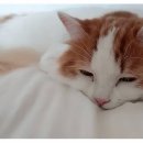 비타민동물메디컬센터 이미지