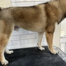 림앤도기살롱 이미지