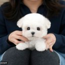 장성동물병원 | 장성강아지분양 미유펫 후회없이 (담양,화순,목포)