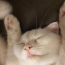 캣 미용실 이미지