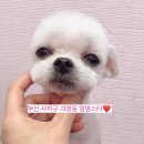 멍멍스타 이미지