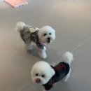 마이펫의 수중생활 네이버블로그