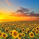 썬플라워(Sunflower) - 의왕시 | 썬플라워(Sunflower)