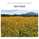 코스모스농원 | 양주나리농원 양주 아이와 가볼만한곳 천일홍과 코스모스 꽃구경하기