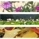 푸릇푸릇펜션 이미지