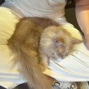 청주고양이입양지원센터 애니멀공화국 이미지