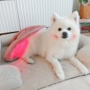 레이 펫 이미지