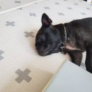 마루세끼 이미지