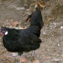 양평-양서-양서-04 이미지