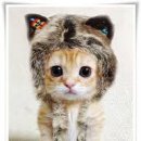 생활영어(초급) 이미지