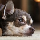 강아지 와요와요 네이버블로그