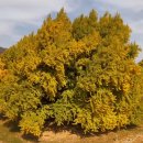 중앙시장 주차장_CCTV상단_#1 | 원주 반계리 은행나무｜아직 안늦음 이번주 절정 실시간 CCTV 확인 방법 가볼만한곳 맛집 주차