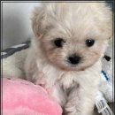 퍼피멍멍 이미지