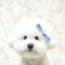 트리밍스튜디오제제 이미지