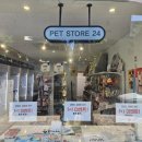 올리브 애견 이미지